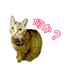 あたいの家族2（個別スタンプ：10）