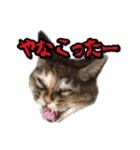 あたいの家族2（個別スタンプ：12）