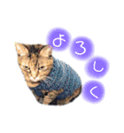 あたいの家族2（個別スタンプ：14）