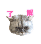 あたいの家族2（個別スタンプ：25）