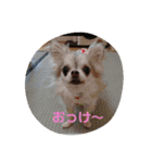 家の子スタンプ②（個別スタンプ：39）
