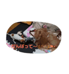 家の子スタンプ②（個別スタンプ：40）