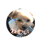 love my  dog2（個別スタンプ：5）