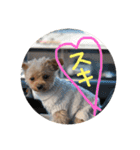 love my  dog2（個別スタンプ：6）