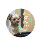 love my  dog2（個別スタンプ：8）
