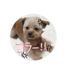 love my  dog2（個別スタンプ：9）