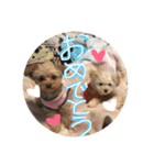 love my  dog2（個別スタンプ：11）