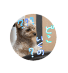 love my  dog2（個別スタンプ：12）