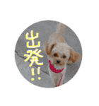 love my  dog2（個別スタンプ：13）