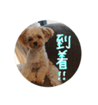 love my  dog2（個別スタンプ：14）