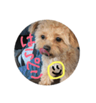love my  dog2（個別スタンプ：15）