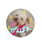 love my  dog2（個別スタンプ：16）