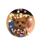love my  dog2（個別スタンプ：17）