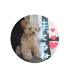 love my  dog2（個別スタンプ：20）