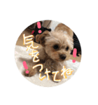 love my  dog2（個別スタンプ：21）