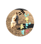 love my  dog2（個別スタンプ：24）