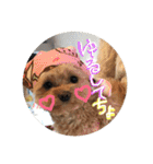 love my  dog2（個別スタンプ：25）