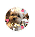 love my  dog2（個別スタンプ：27）