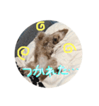 love my  dog2（個別スタンプ：28）