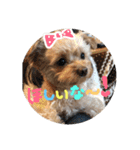 love my  dog2（個別スタンプ：29）