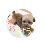 love my  dog2（個別スタンプ：30）