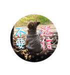 love my  dog2（個別スタンプ：32）