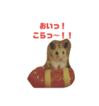 うさぎとハムスター。（個別スタンプ：3）