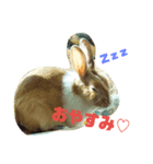 うさぎとハムスター。（個別スタンプ：4）