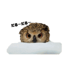 フクロウ のくろあめちゃん（個別スタンプ：1）