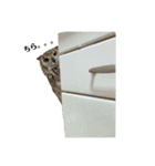 フクロウ のくろあめちゃん（個別スタンプ：5）