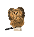 フクロウ のくろあめちゃん（個別スタンプ：32）