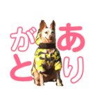 ミニピンのいる生活スタンプ（個別スタンプ：6）