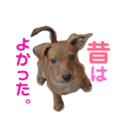ミニピンのいる生活スタンプ（個別スタンプ：20）