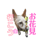 ミニピンのいる生活スタンプ（個別スタンプ：21）