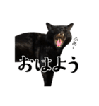 ぱとま 黒猫の兄弟（個別スタンプ：1）