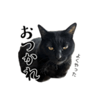 ぱとま 黒猫の兄弟（個別スタンプ：6）
