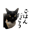ぱとま 黒猫の兄弟（個別スタンプ：10）