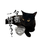 ぱとま 黒猫の兄弟（個別スタンプ：12）