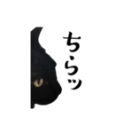 ぱとま 黒猫の兄弟（個別スタンプ：16）