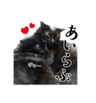 ぱとま 黒猫の兄弟（個別スタンプ：21）