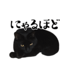 ぱとま 黒猫の兄弟（個別スタンプ：24）