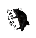 ぱとま 黒猫の兄弟（個別スタンプ：27）