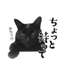 ぱとま 黒猫の兄弟（個別スタンプ：33）