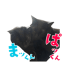 ぱとま 黒猫の兄弟（個別スタンプ：37）