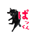 ぱとま 黒猫の兄弟（個別スタンプ：38）