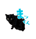 ぱとま 黒猫の兄弟（個別スタンプ：39）