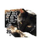 ぱとま 黒猫の兄弟 seasons（個別スタンプ：1）