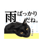 ぱとま 黒猫の兄弟 seasons（個別スタンプ：7）