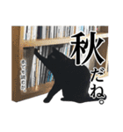 ぱとま 黒猫の兄弟 seasons（個別スタンプ：13）