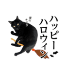 ぱとま 黒猫の兄弟 seasons（個別スタンプ：17）